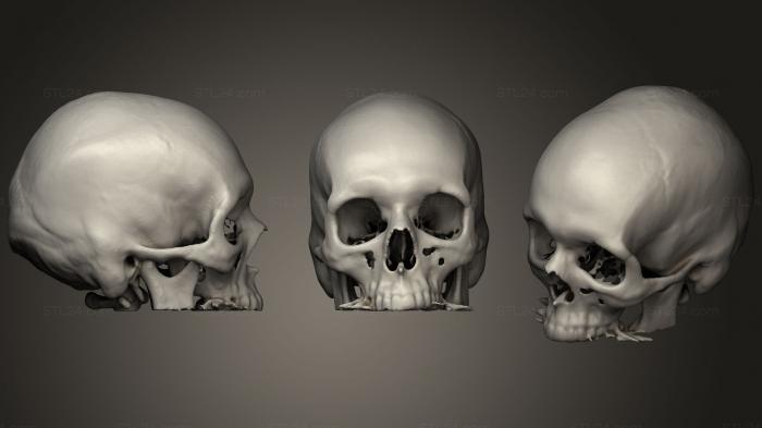 Anatomy of skeletons and skulls (Crane, ANTM_1183) 3D models for cnc